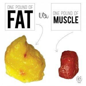 Fat vs Muscle Weight Loss